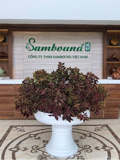 在越南的中國注塑廠：競爭優勢與市場機遇